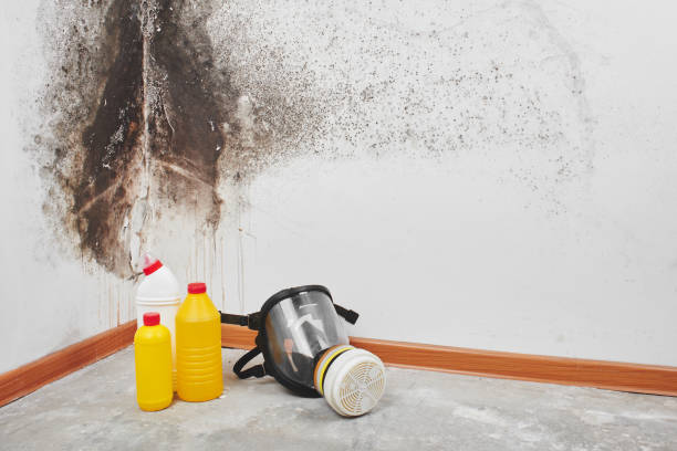 Best Home Mold Removal  in Aldine, TX