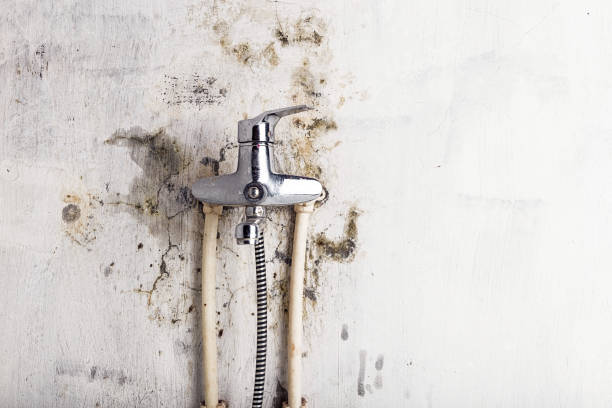 Best Mold Cleaning Services  in Aldine, TX