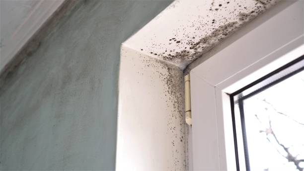 Best Mold Damage Repair  in Aldine, TX