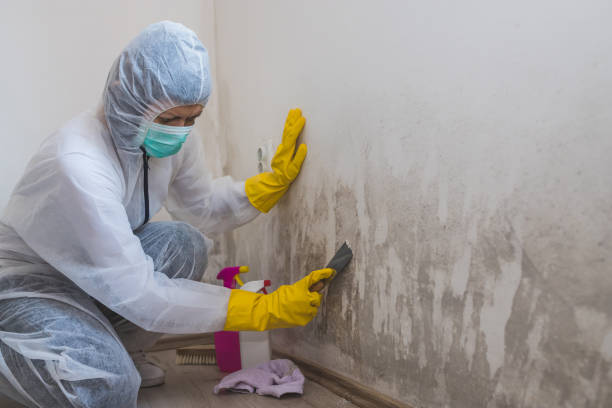 Best Certified Mold Removal  in Aldine, TX