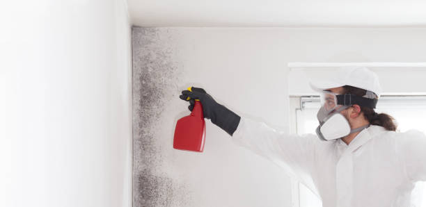 Best Professional Mold Removal  in Aldine, TX