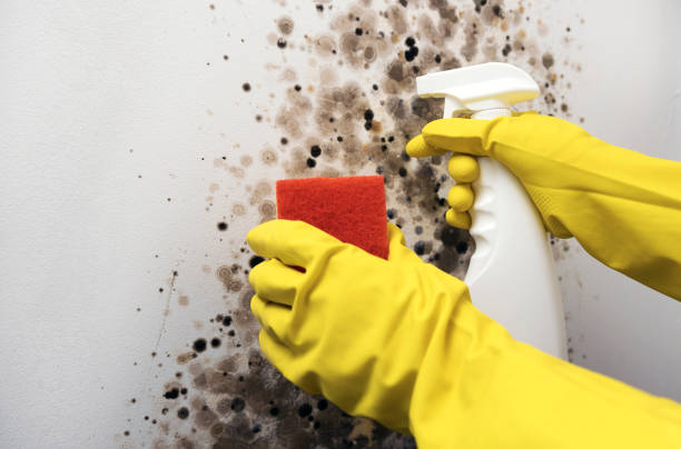 Best Mold Remediation Services  in Aldine, TX