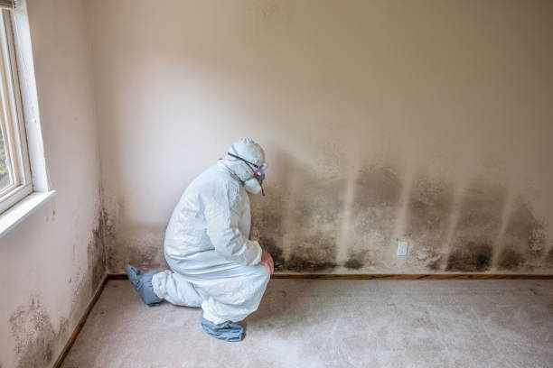 Best Commercial Mold Removal  in Aldine, TX