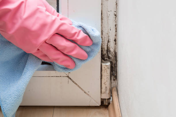 Best Best Mold Removal Companies  in Aldine, TX