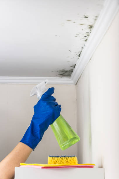 Attic Mold Removal in Aldine, TX