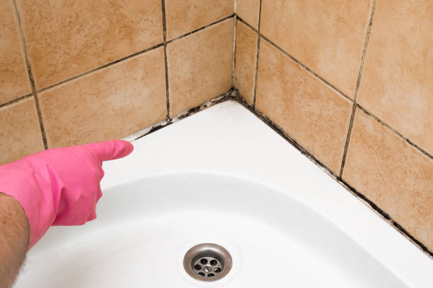 Trusted Aldine, TX Mold Removal Experts