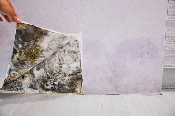 Best Mold Damage Repair  in Aldine, TX
